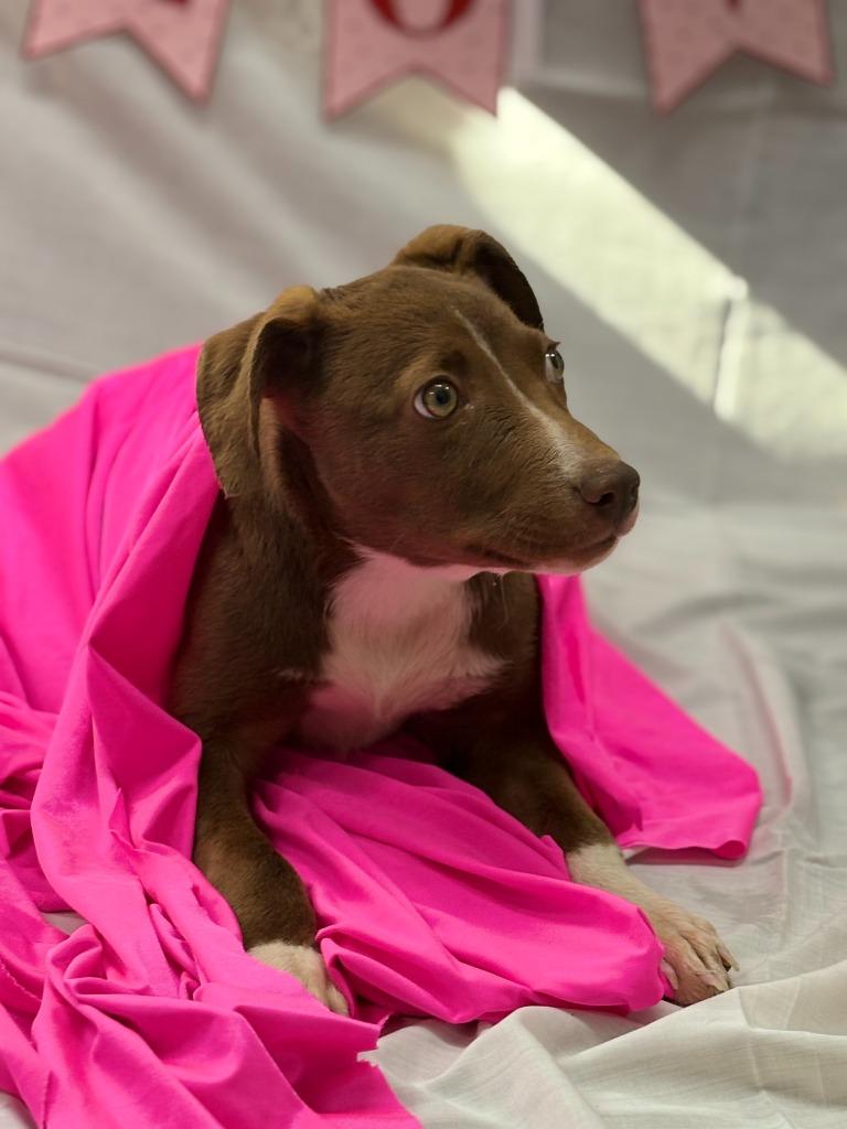 Chevy, a Adoptable mixed breed in Effingham, SC image 2/3