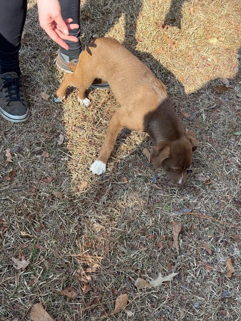 Chevy, a Adoptable mixed breed in Effingham, SC image 3/3