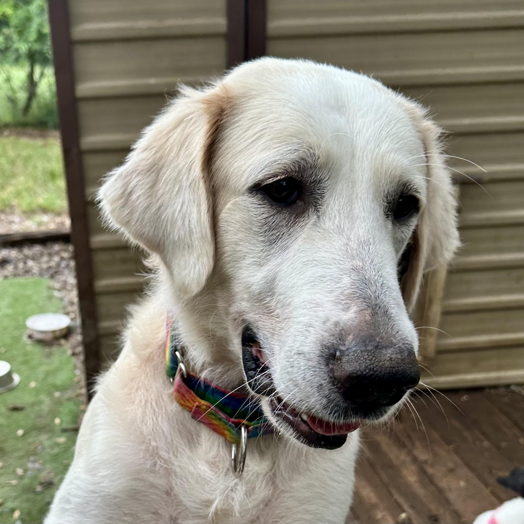 Our Dogs A Second Chance for Ziva