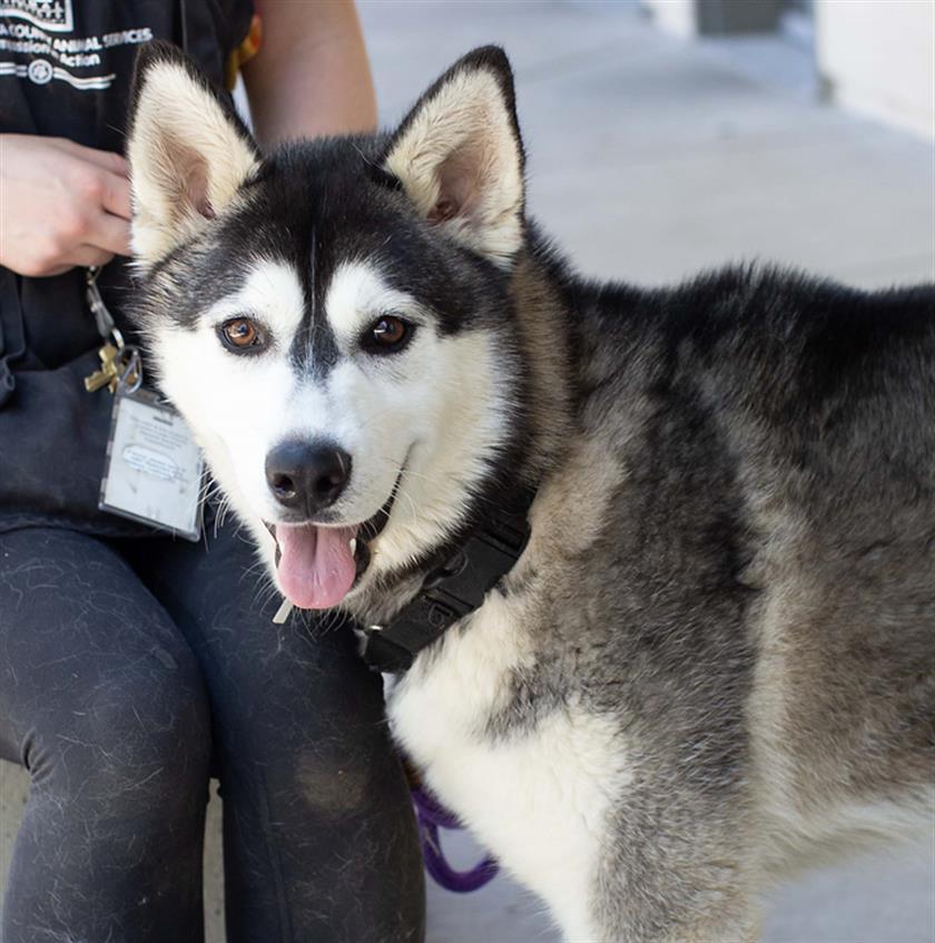 Enlarge CHICKEN NUGGY, a Adoptable Siberian Husky in Martinez, CA image 1/1