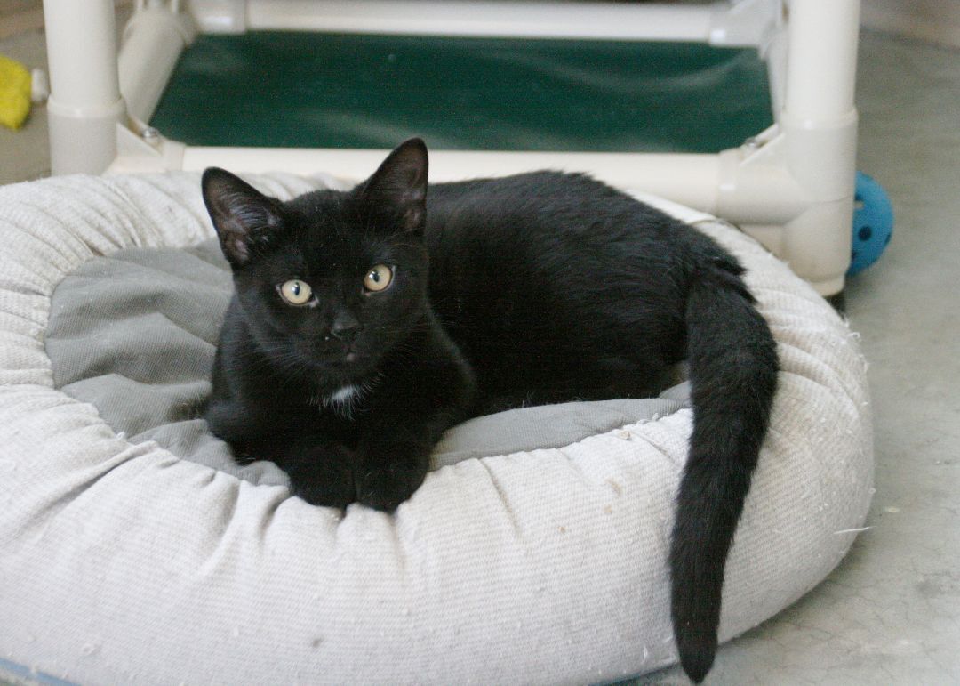 Denali, Adoptable, Kitten Female Domestic Short Hair.