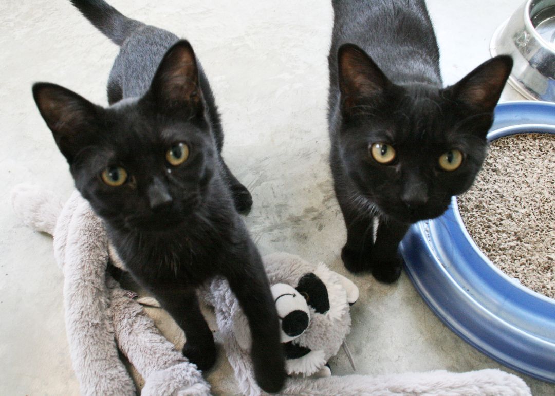 Denali, a Adoptable Domestic Short Hair in Geneseo, IL image 2/4