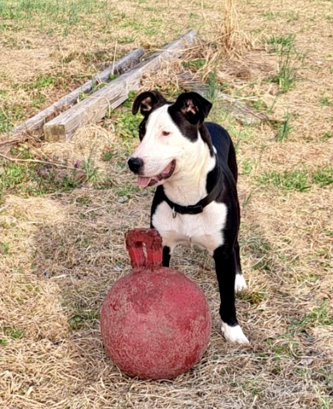 Enlarge OREO, a ADOPTABLE mixed breed in Media, PA image 5/5