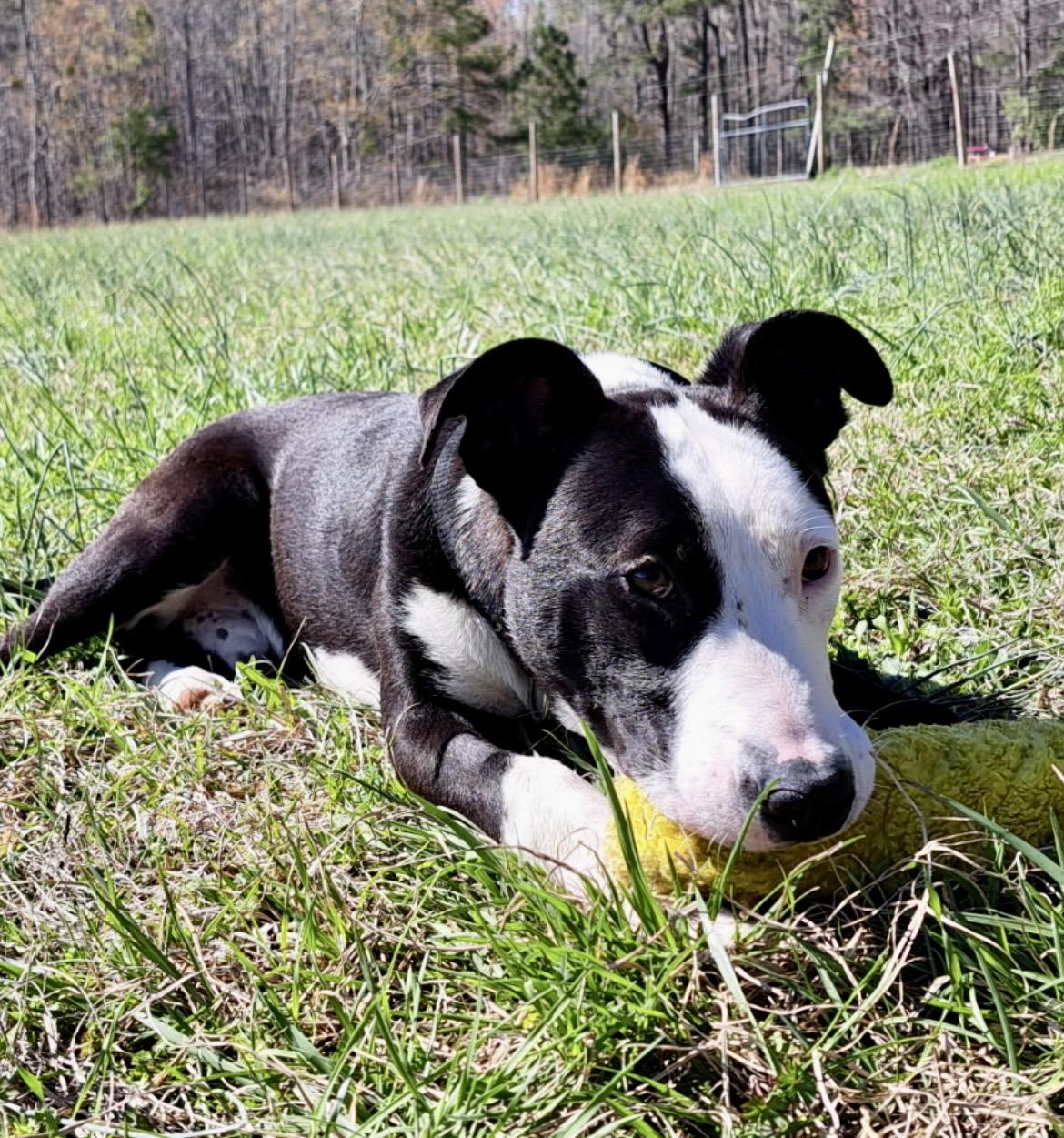 Enlarge OREO, a ADOPTABLE mixed breed in Media, PA image 2/5