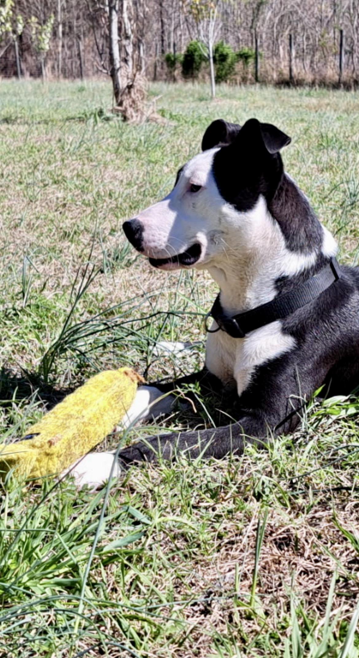 Enlarge OREO, a ADOPTABLE mixed breed in Media, PA image 3/5