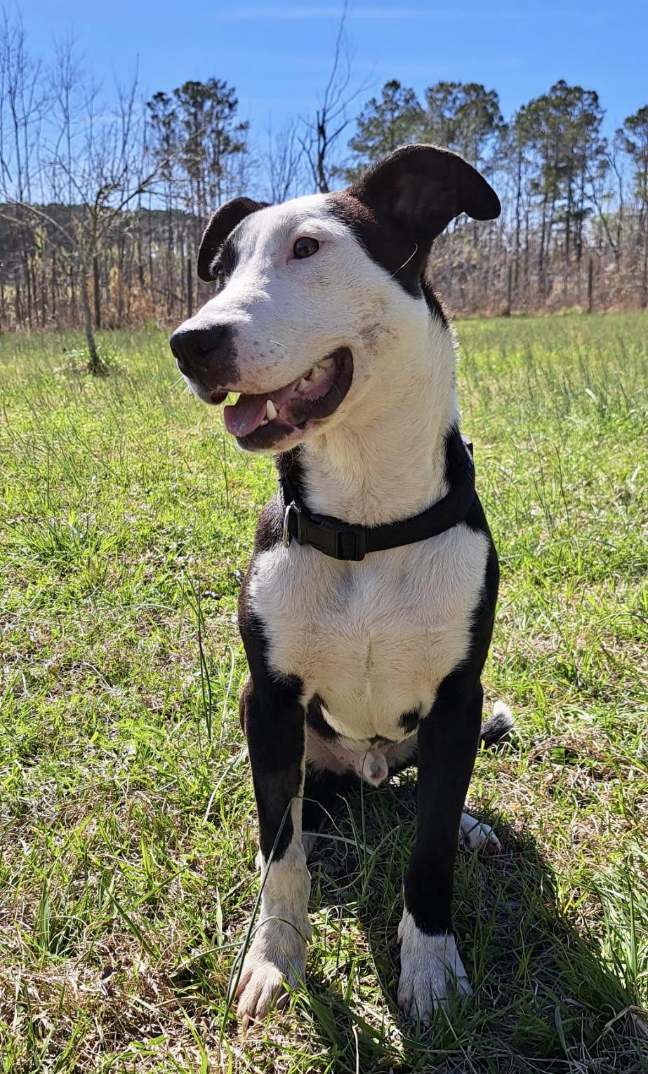 Enlarge OREO, a ADOPTABLE mixed breed in Media, PA image 4/5