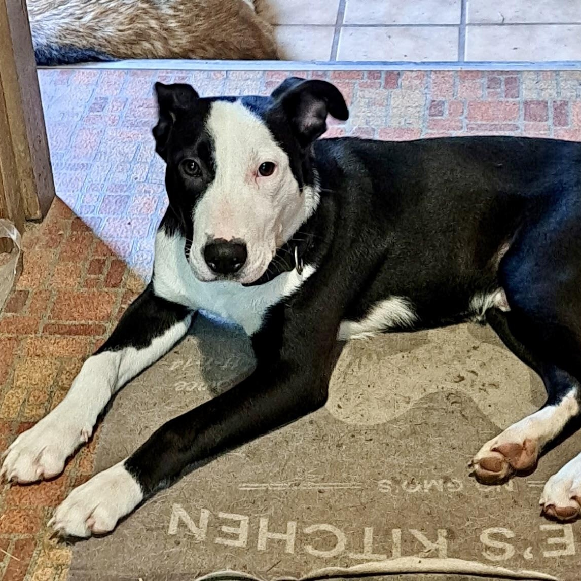 OREO, ADOPTABLE, Young Male Border Collie & Pit Bull Terrier.