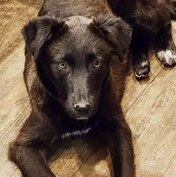 Enlarge Sally, a Adoptable mixed breed in Billings, MT image 1/2