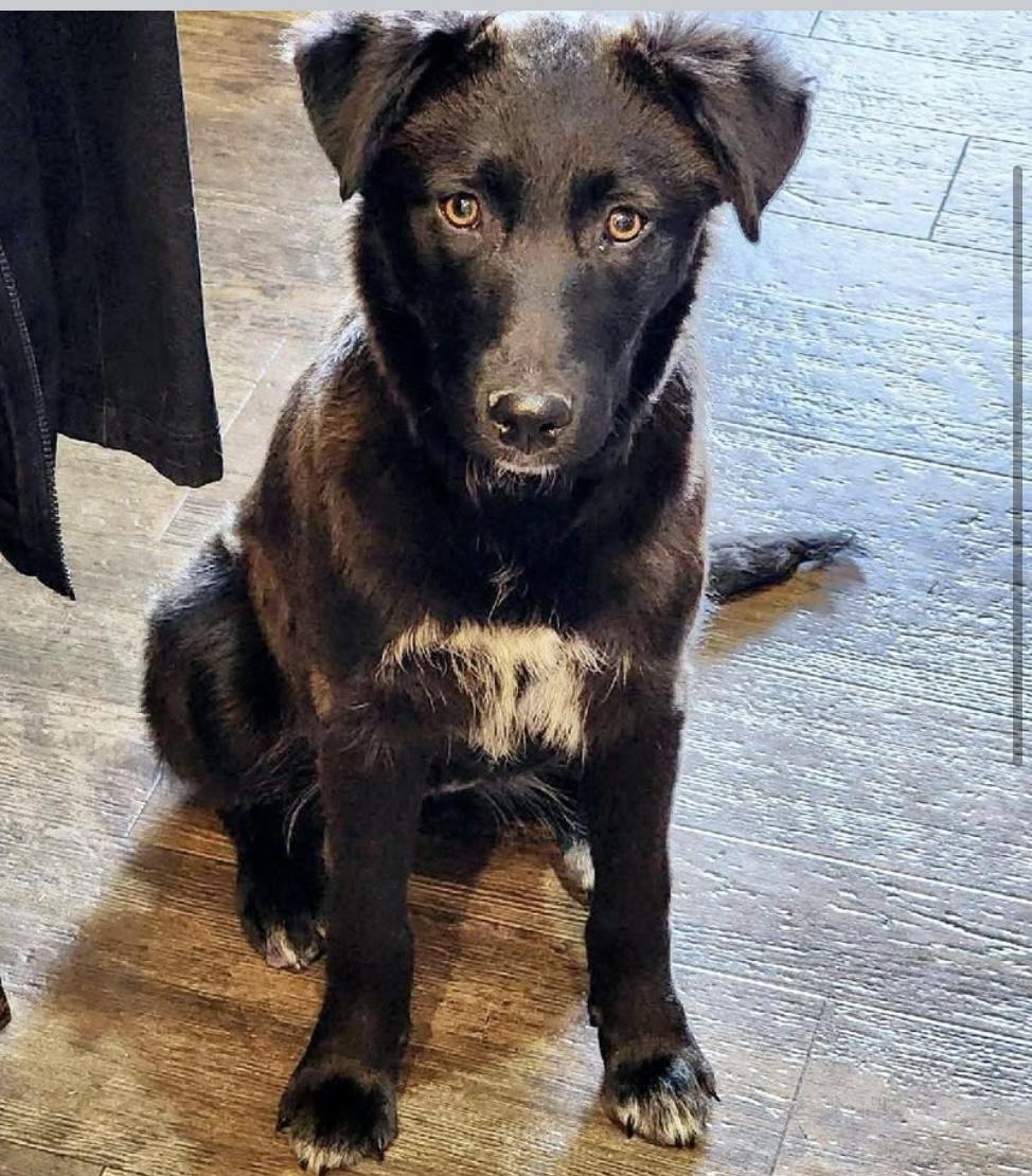 Enlarge Sally, a Adoptable mixed breed in Billings, MT image 2/2