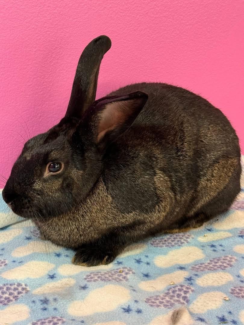 Enlarge Tostada, a Adoptable New Zealand in St. Charles, MO image 2/2