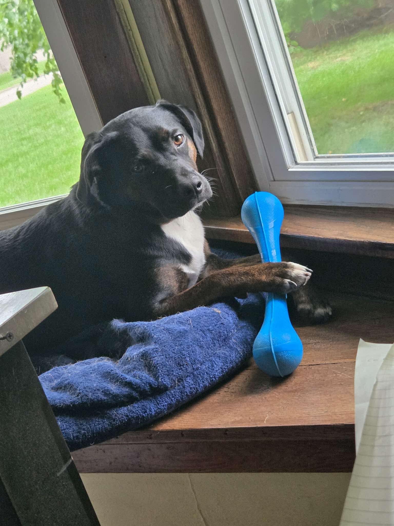 Enlarge Rocco FKA Dragonfly, a Adoptable Hound in Elgin, IL image 1/3