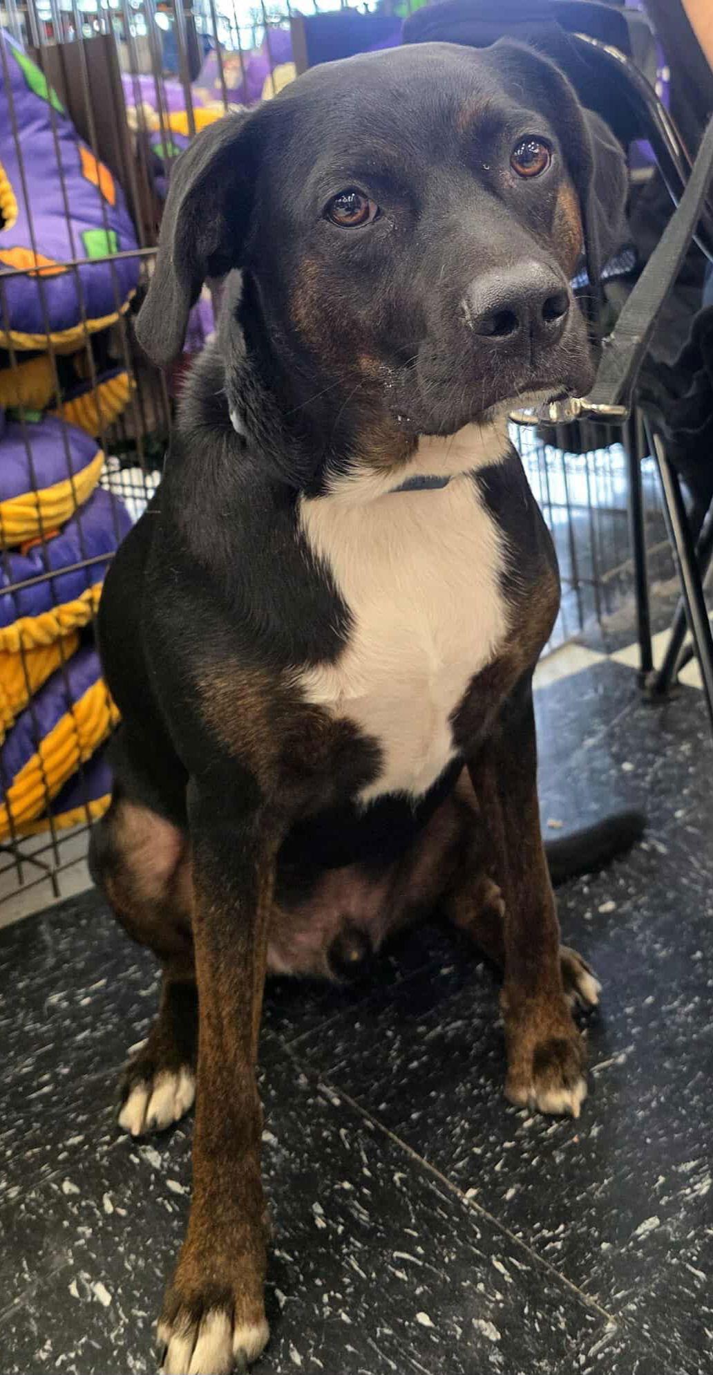 Rocco FKA Dragonfly, Adoptable, Adult Male Hound.