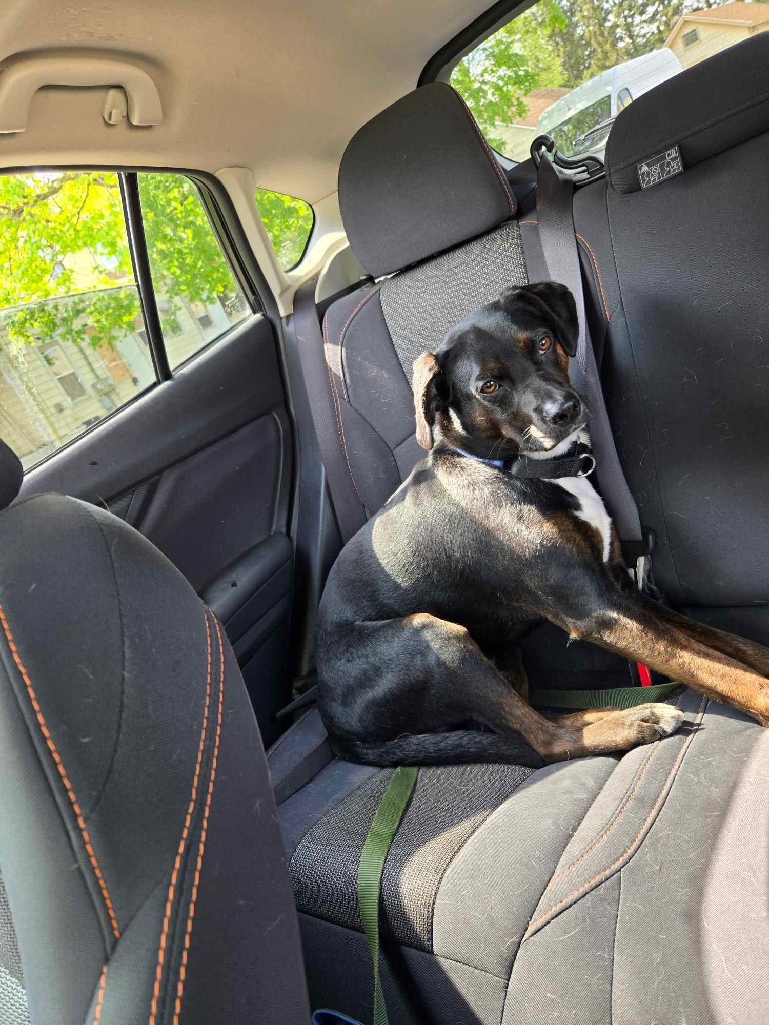 Enlarge Rocco FKA Dragonfly, a Adoptable Hound in Elgin, IL image 2/3