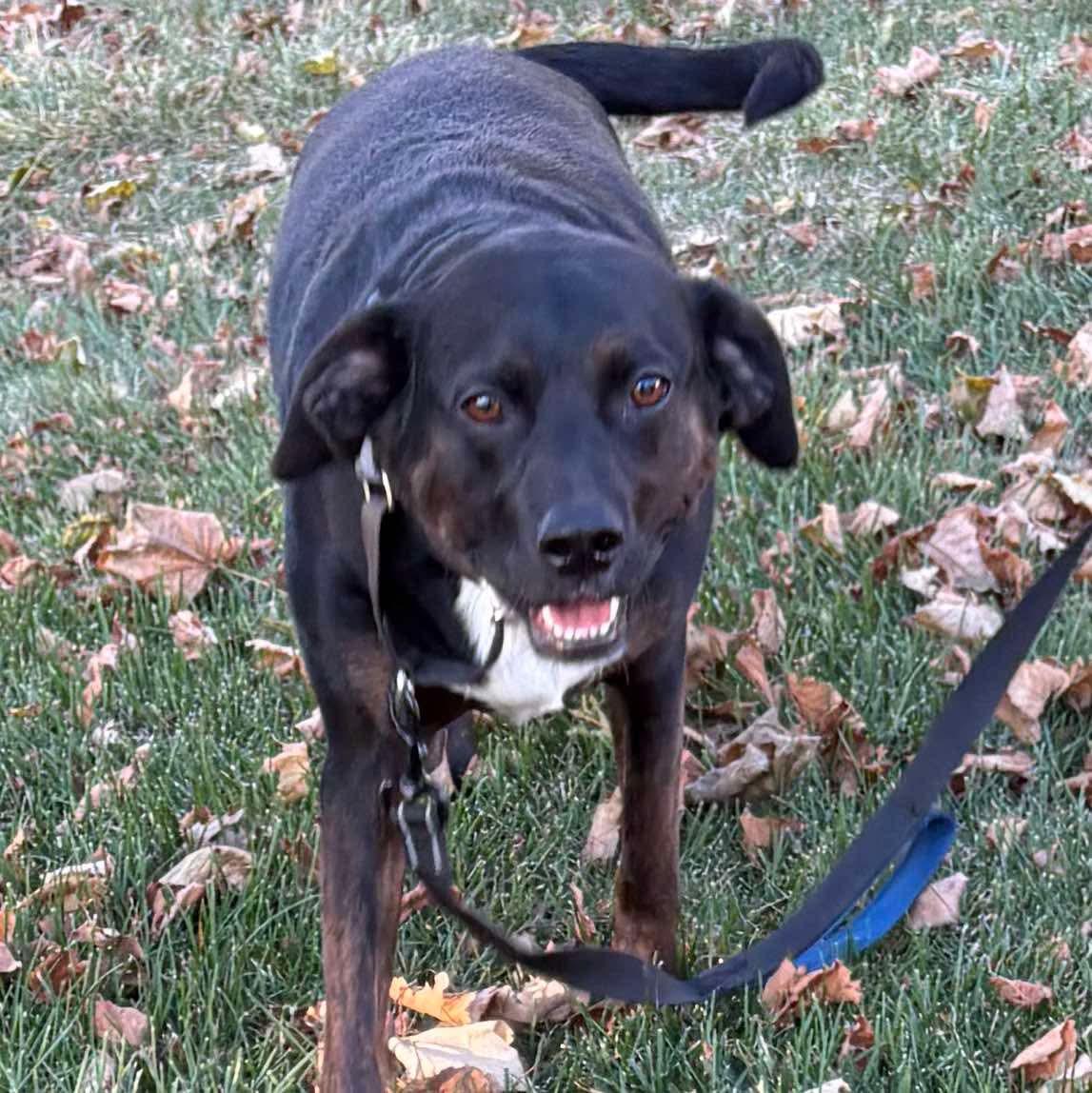 Enlarge Rocco FKA Dragonfly, a Adoptable Hound in Elgin, IL image 2/3