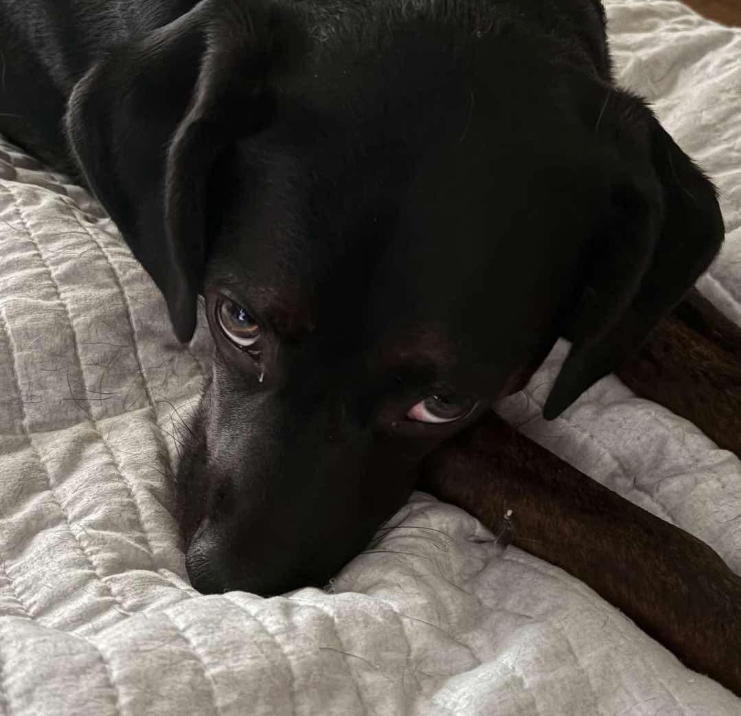 Enlarge Rocco FKA Dragonfly, a Adoptable Hound in Elgin, IL image 3/3