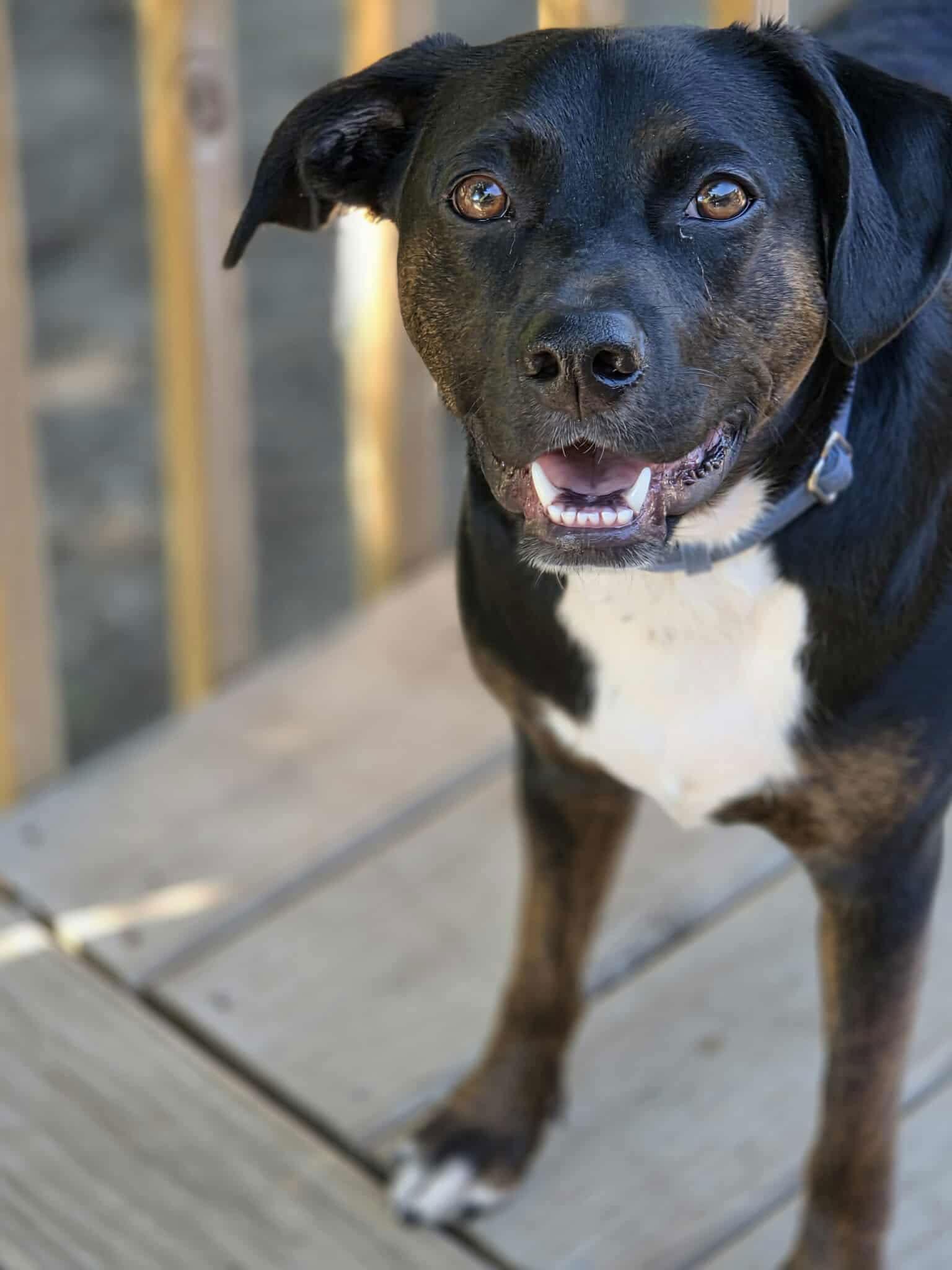Rocco FKA Dragonfly, a Adoptable Hound in Elgin, IL image 3/3