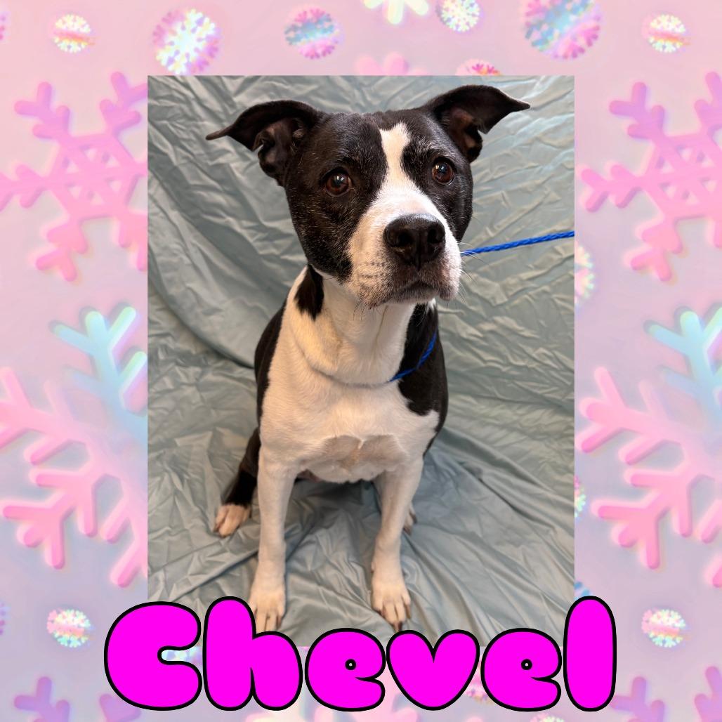 Chevel, Adoptable, Senior Female Labrador Retriever & Mixed Breed.