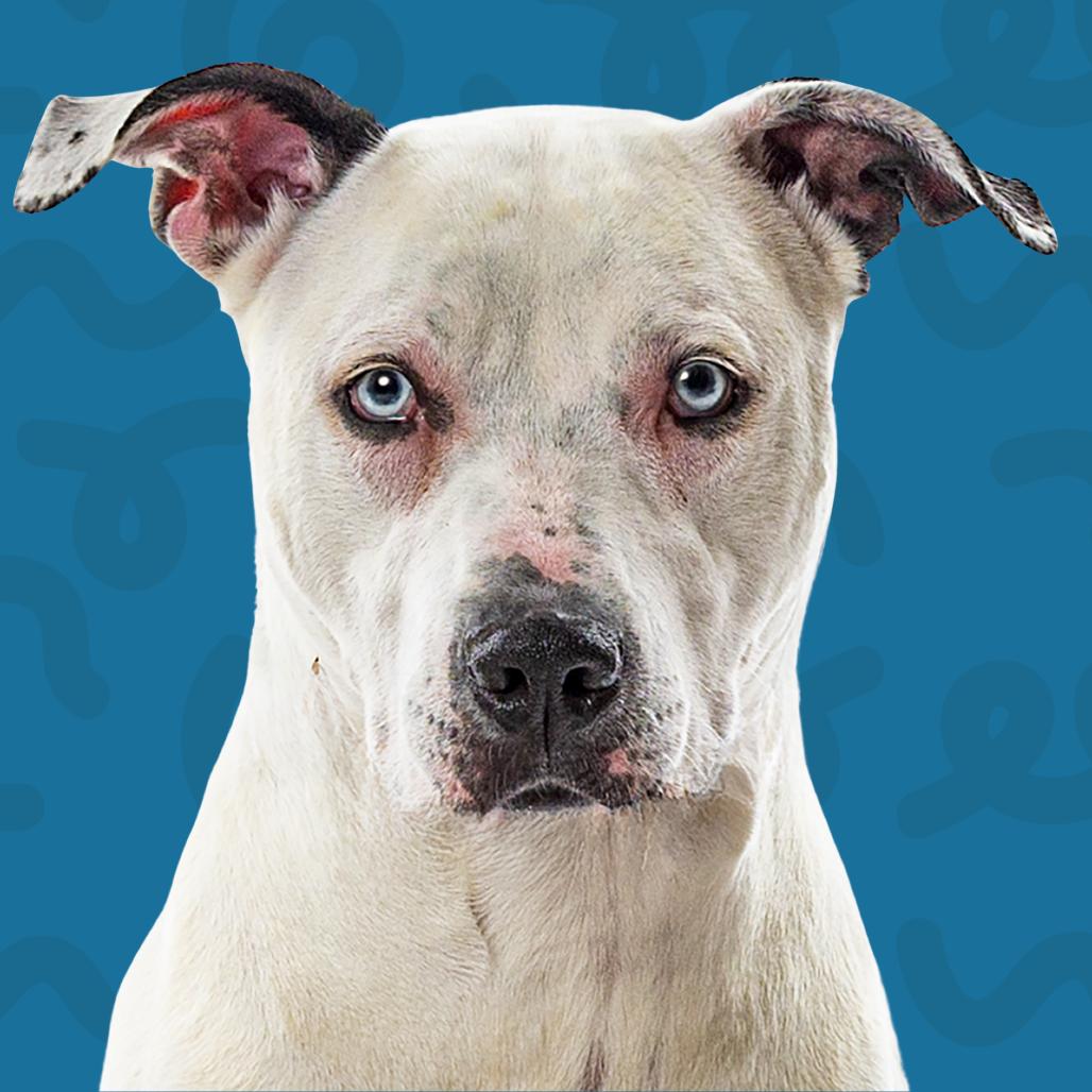 Blu, Adoptable, Adult Male American Staffordshire Terrier.