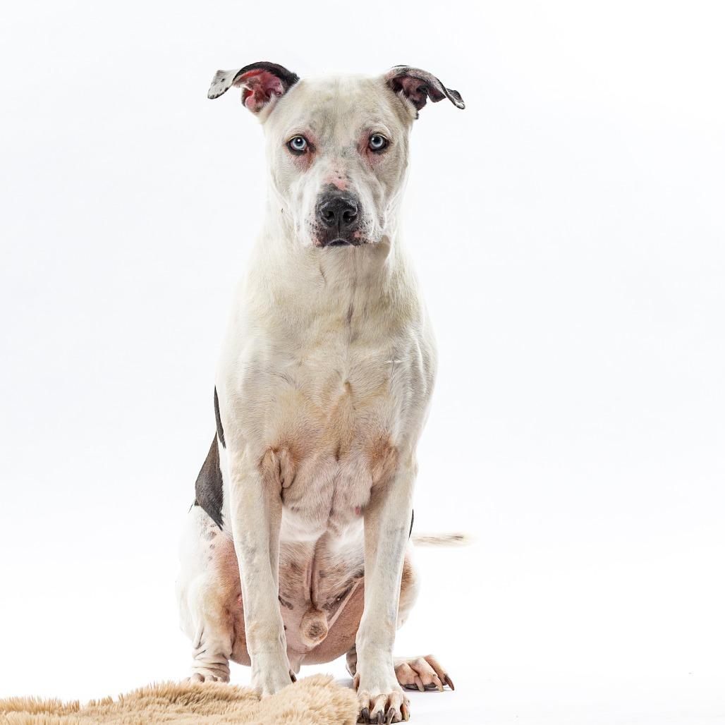 Enlarge Blu, a Adoptable American Staffordshire Terrier in Reno, NV image 2/3