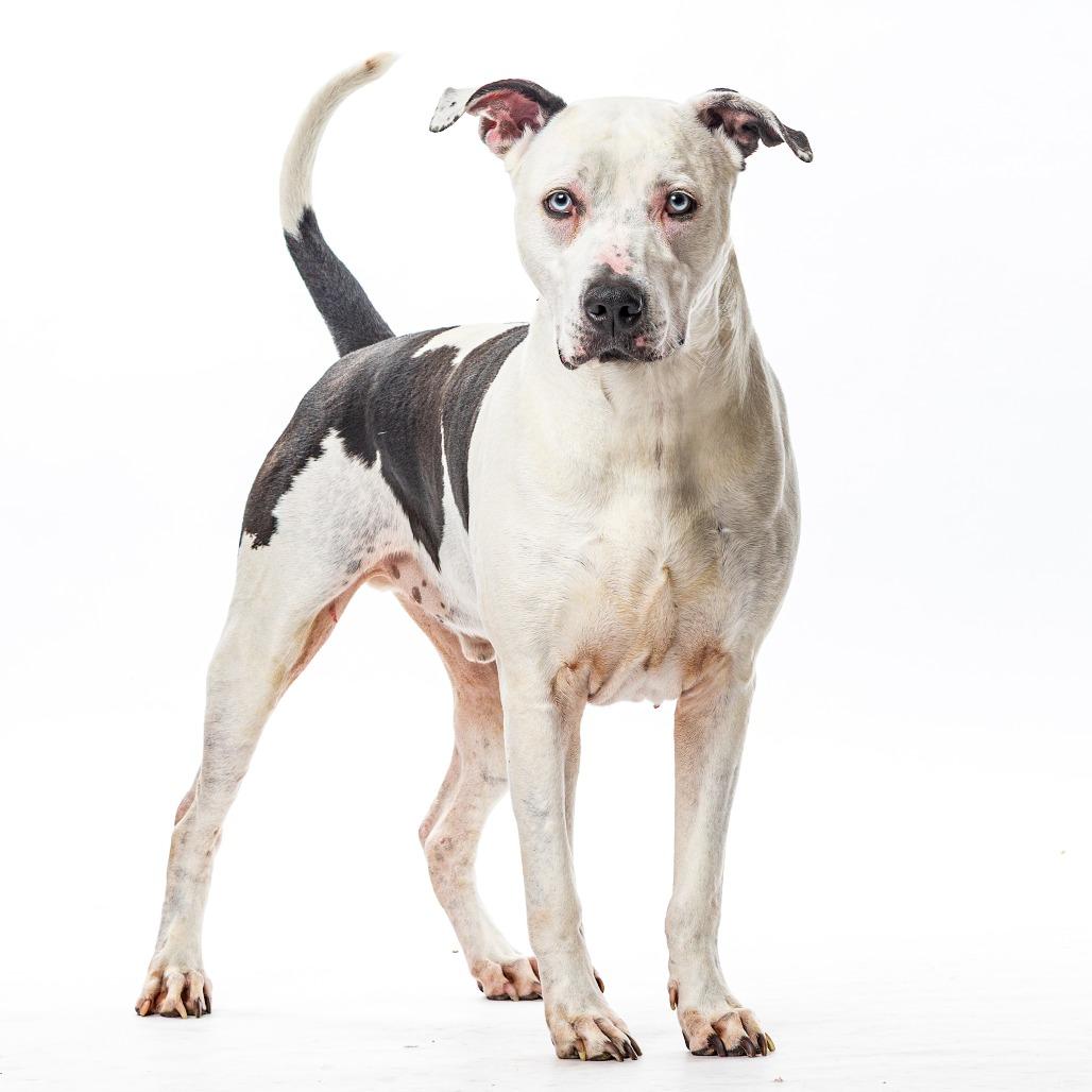 Enlarge Blu, a Adoptable American Staffordshire Terrier in Reno, NV image 3/3