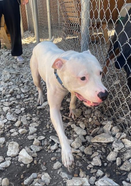 Enlarge Sherri, a Adoptable Pit Bull Terrier in Plano, TX image 1/5