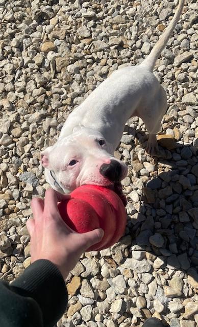 Enlarge Sherri, a Adoptable Pit Bull Terrier in Plano, TX image 2/5