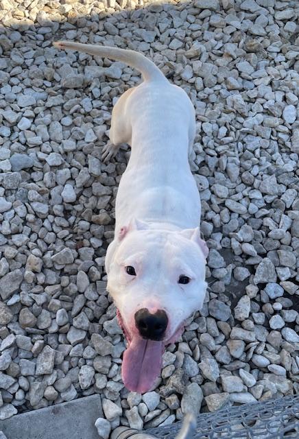 Enlarge Sherri, a Adoptable Pit Bull Terrier in Plano, TX image 3/5