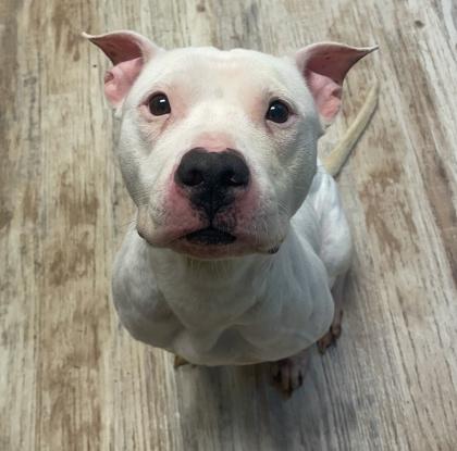 Enlarge Sherri, a Adoptable Pit Bull Terrier in Plano, TX image 4/5
