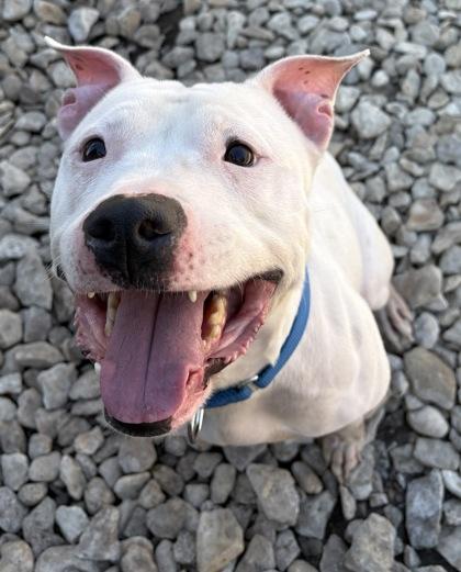 Sherri, Adoptable, Adult Female Pit Bull Terrier.