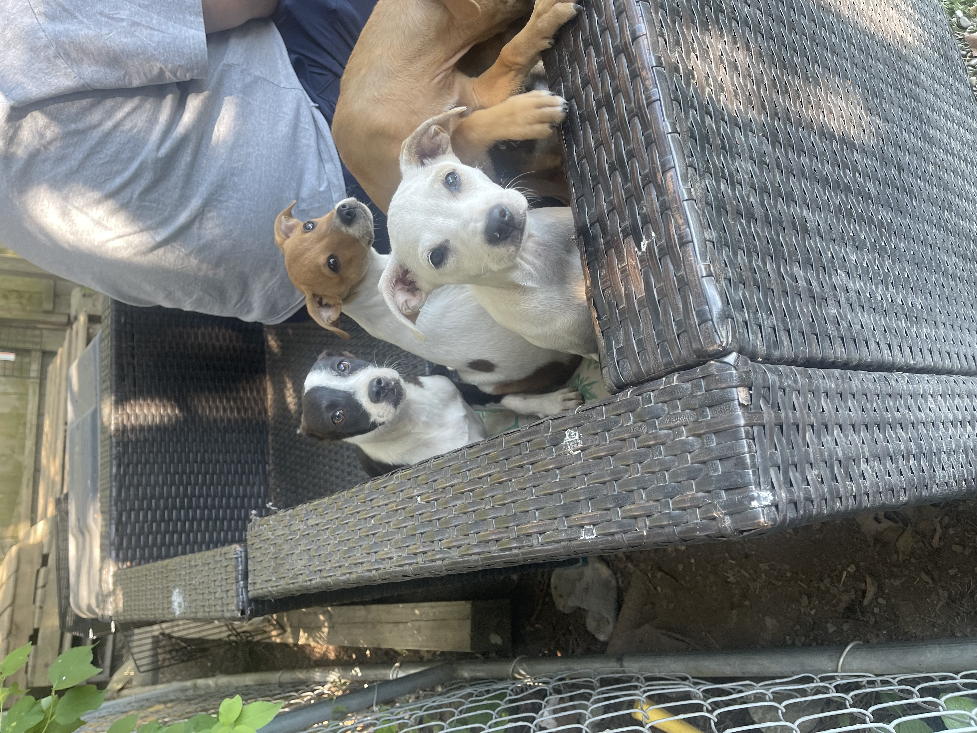 Pearl, Adopted, Young Female Chiweenie.