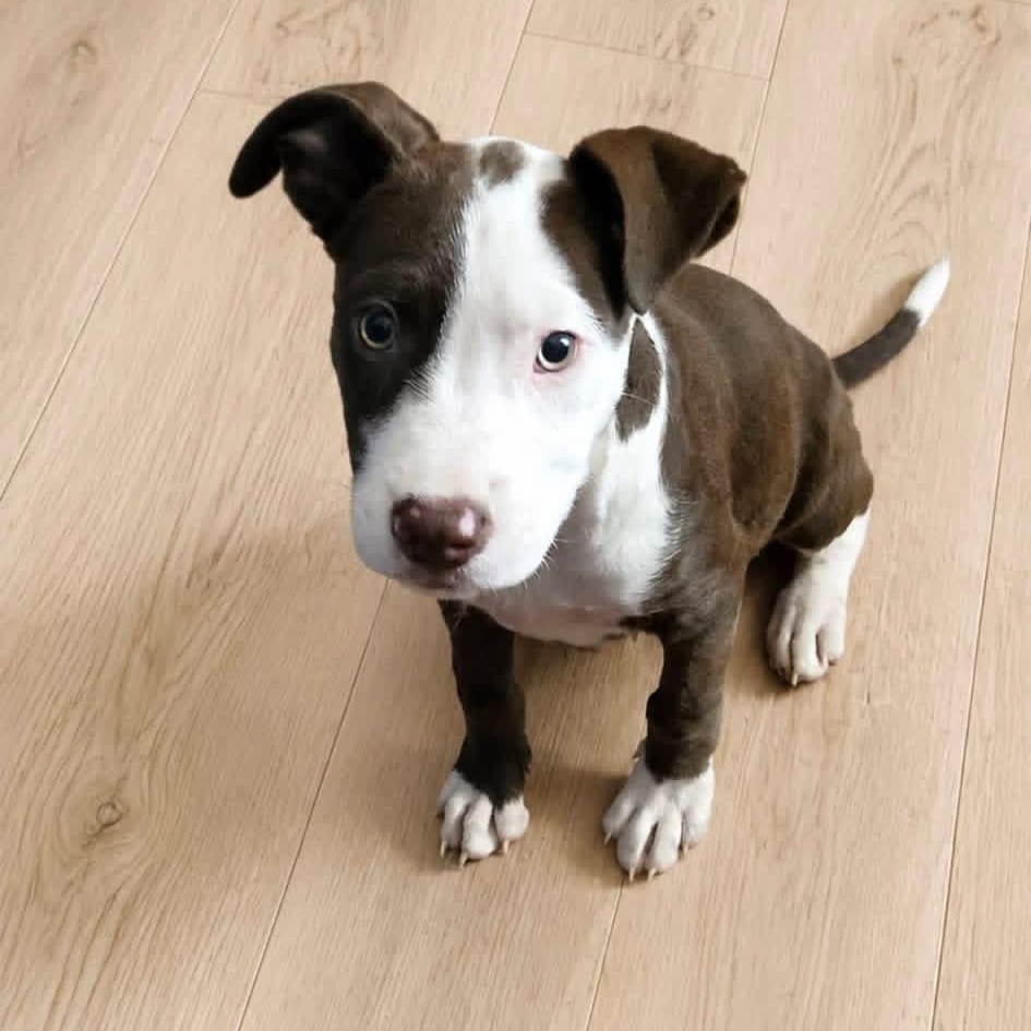Enlarge Milkshake (NCCR), an adopted mixed breed in Brewton, AL image 2/3