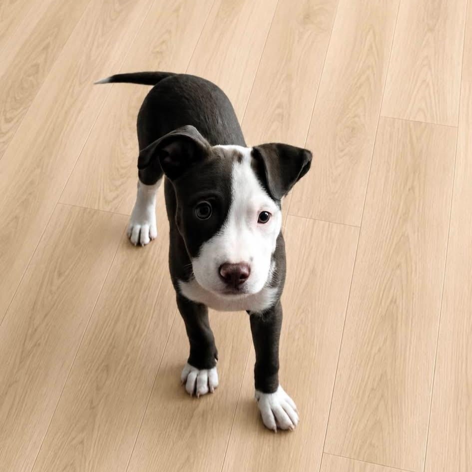 Enlarge Milkshake (NCCR), an adopted mixed breed in Brewton, AL image 3/3