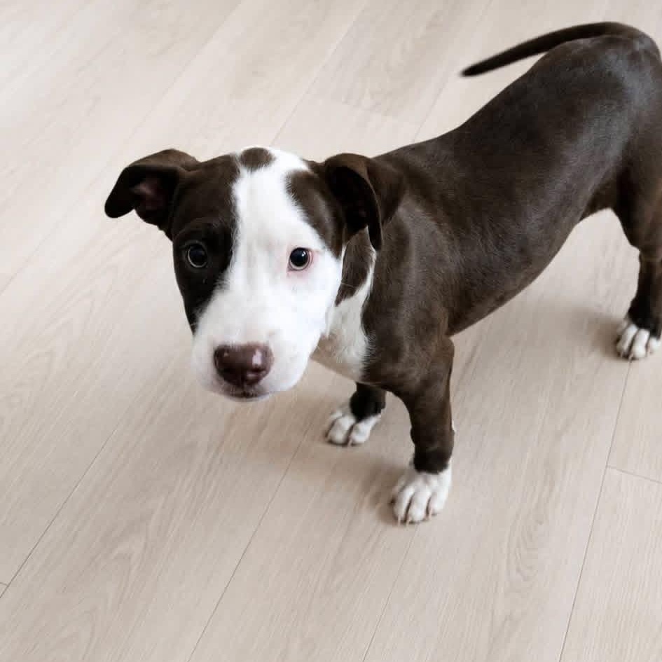 Milkshake (NCCR), adopted, Puppy Male Mixed Breed.