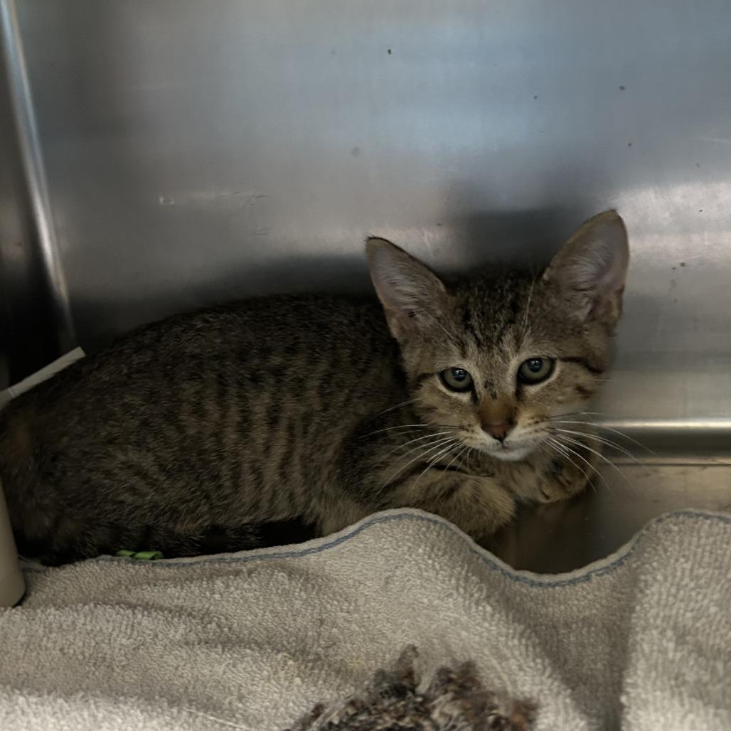 King Henry the Furriest, Adoptable, Kitten Male Domestic Short Hair.