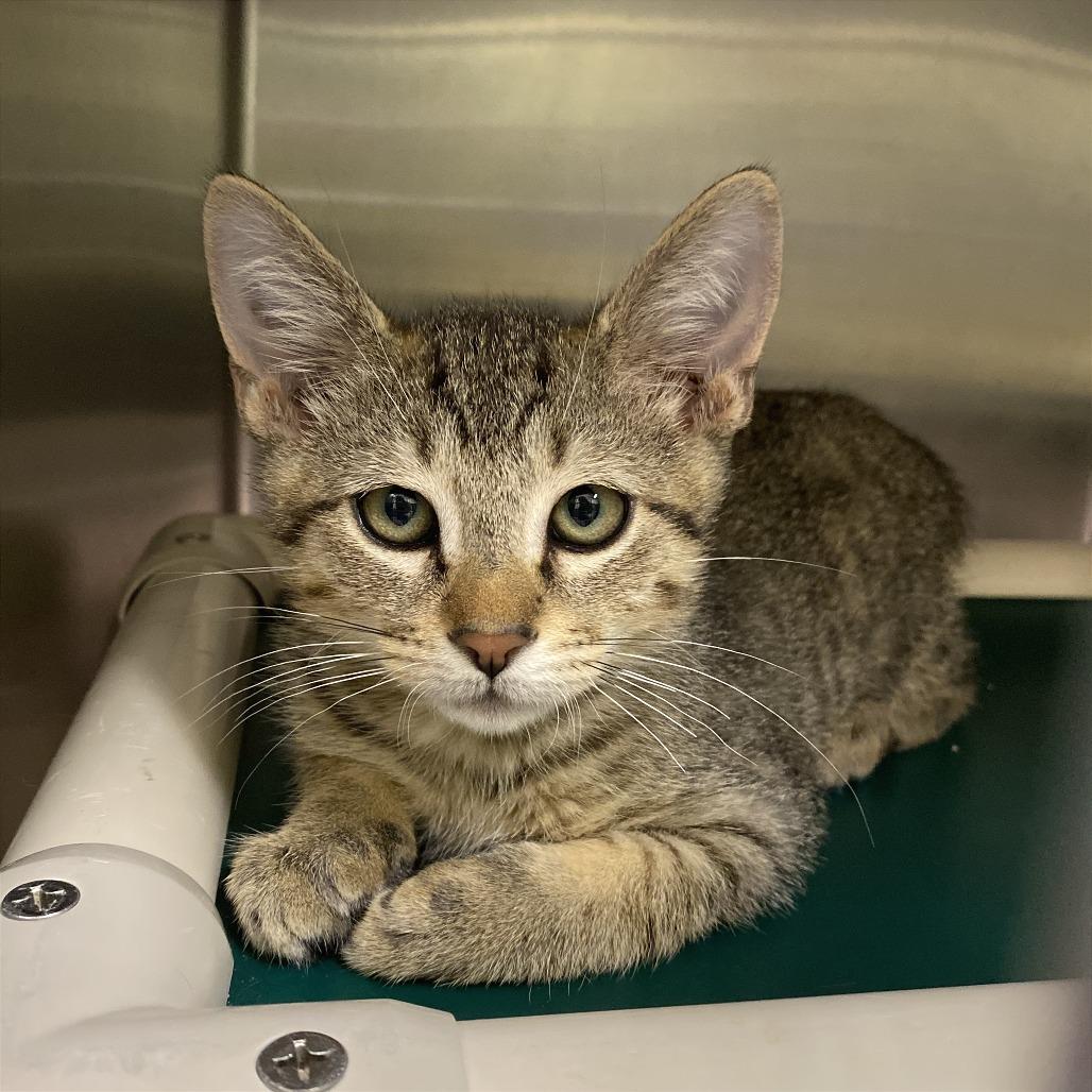 King Henry the Furriest, a Adoptable Domestic Short Hair in Cheyenne, WY image 2/2