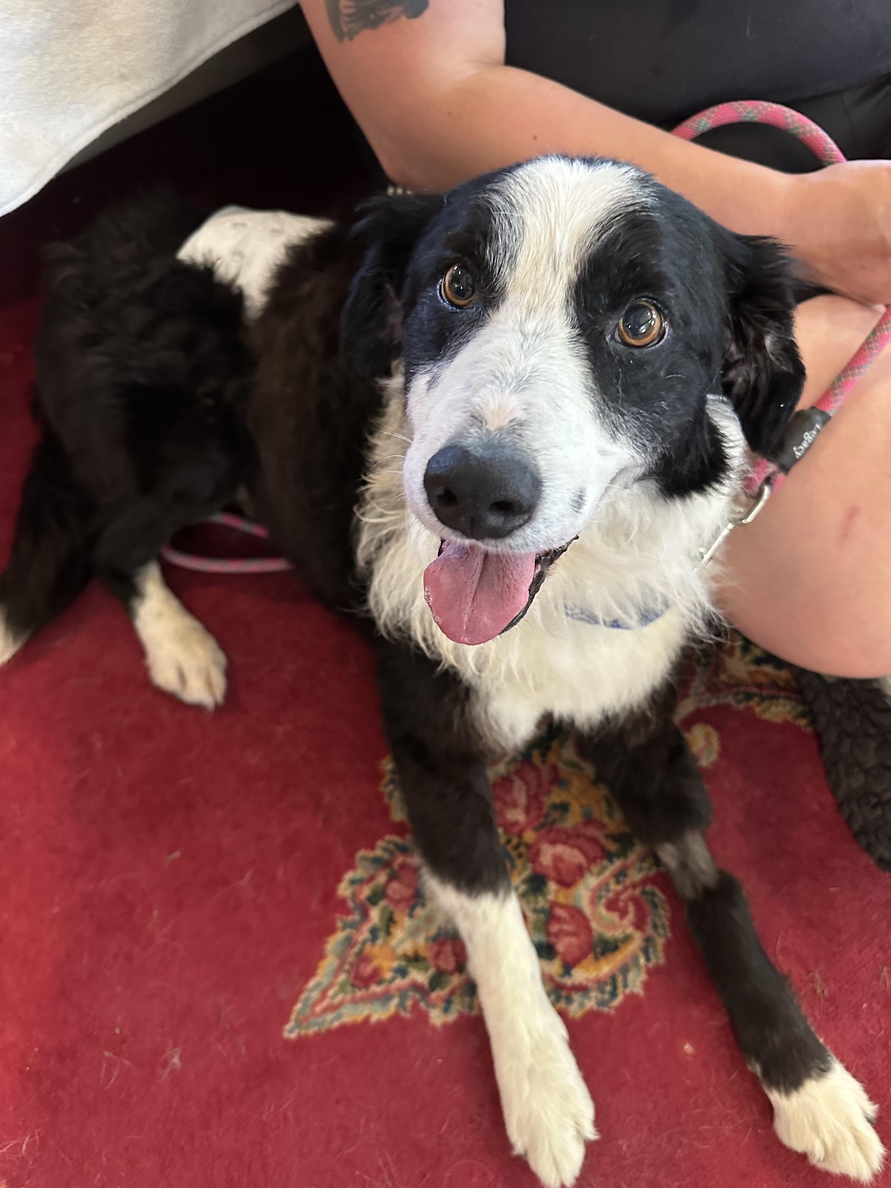 Enzo, ADOPTABLE, Senior Male Border Collie.