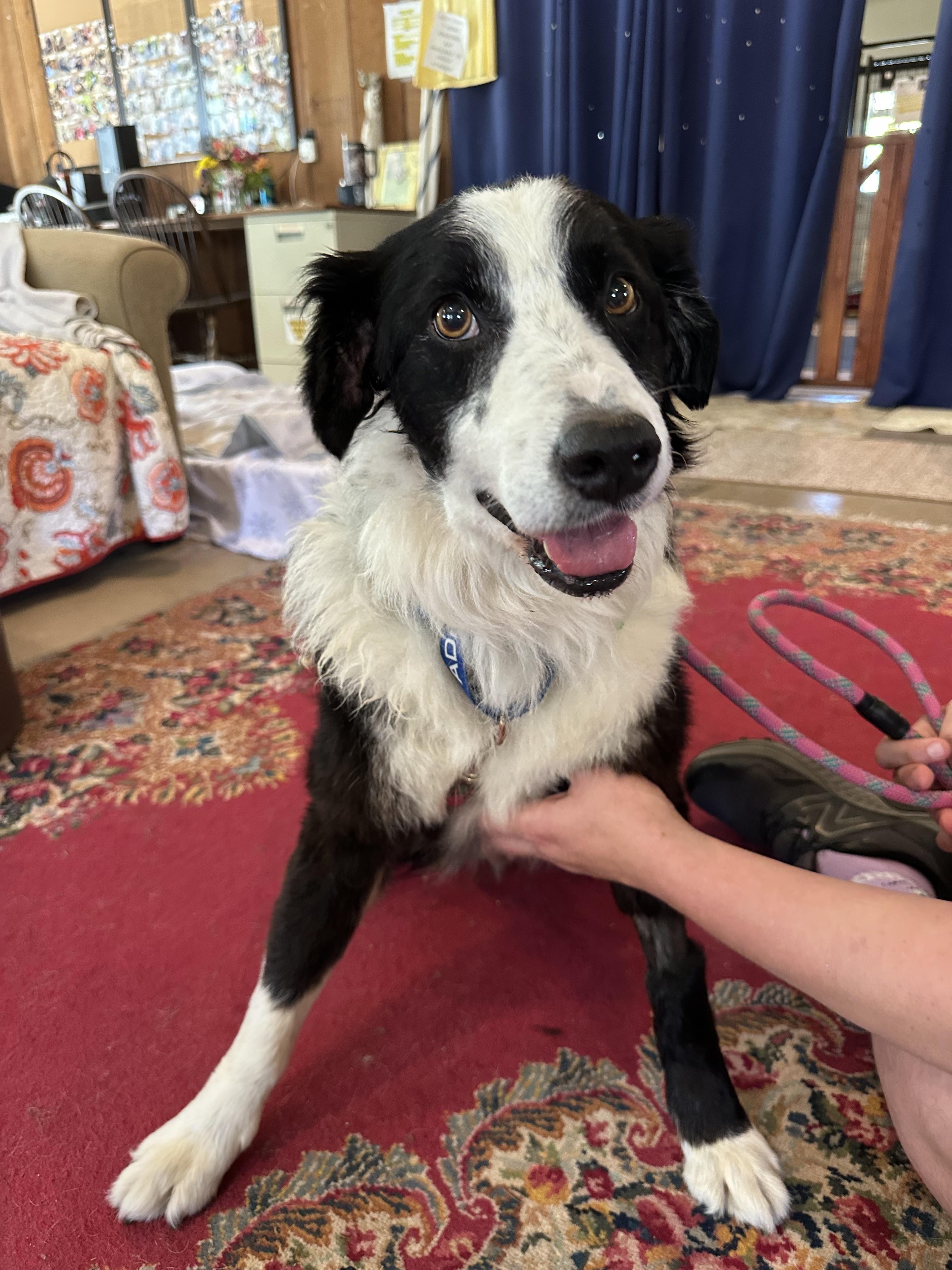 Enlarge Enzo, a ADOPTABLE mixed breed in Petaluma, CA image 2/2
