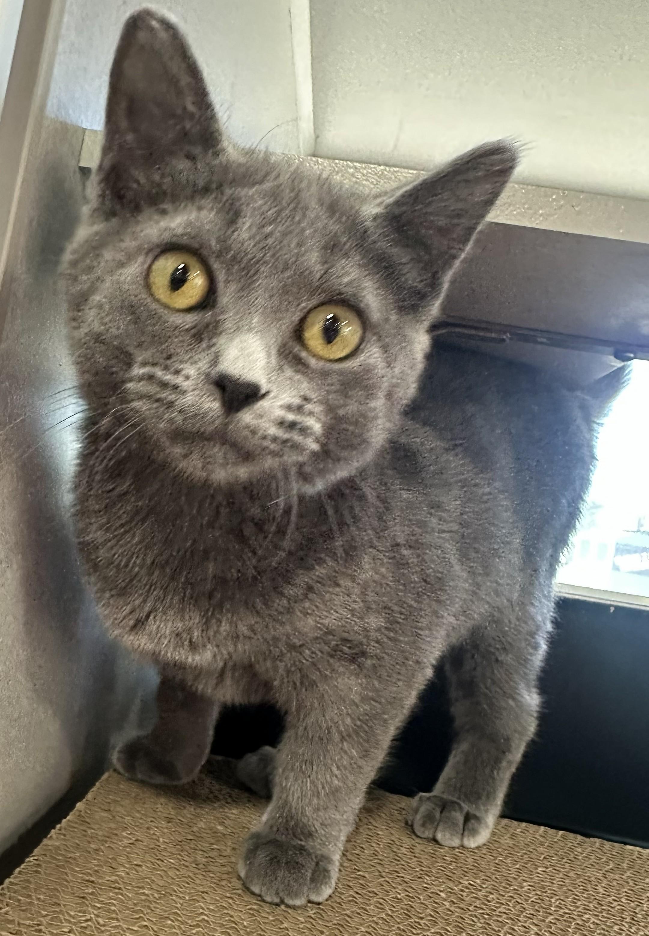 Pebbles, Adoptable, Young Female Domestic Short Hair.