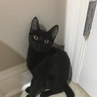 Enlarge Naveen (145486) (In a Foster Home), a Adoptable Domestic Short Hair in Baton Rouge, LA image 1/2