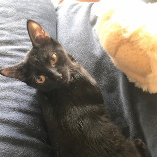 Enlarge Naveen (145486) (In a Foster Home), a Adoptable Domestic Short Hair in Baton Rouge, LA image 2/2