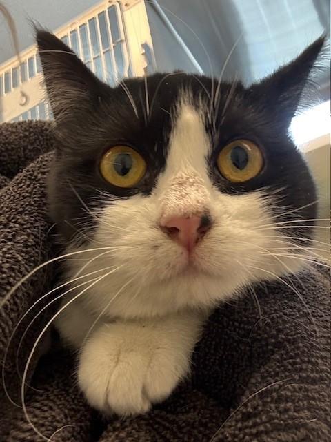 RAINEY, Adoptable, Young Female Domestic Medium Hair.