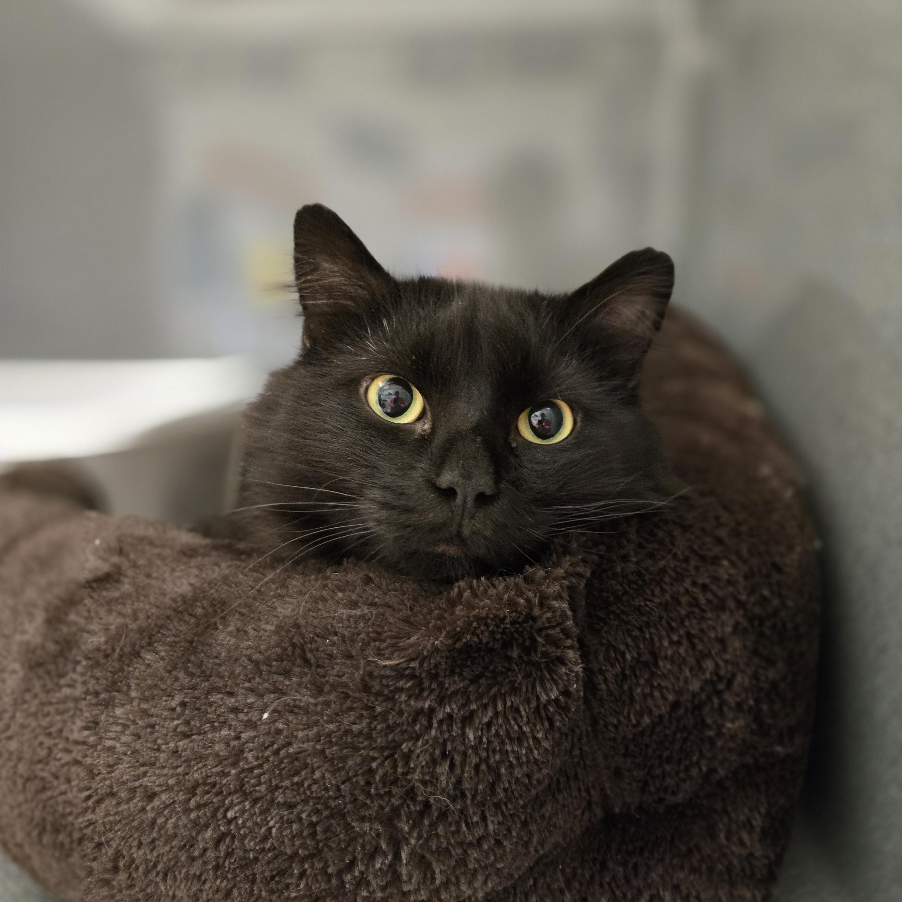 Valentino , ADOPTABLE, Adult Male Domestic Long Hair.