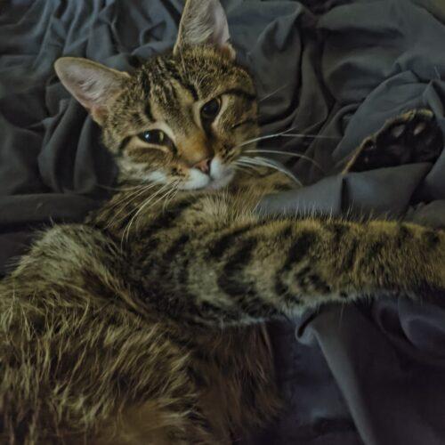 Sexi rexi, Adoptable, Kitten Male Domestic Short Hair.