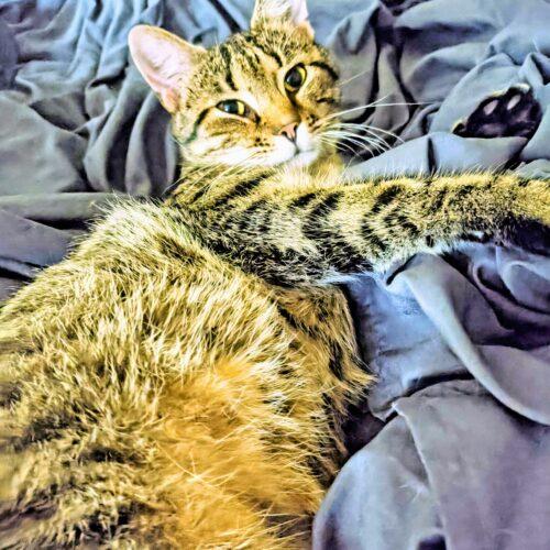 Enlarge Sexi rexi, a Adoptable Domestic Short Hair in Newton, NC image 2/2
