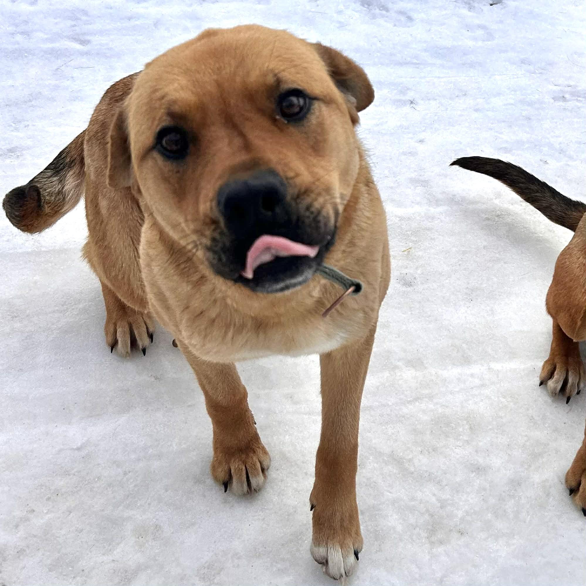 Enlarge Sasha, a ADOPTABLE mixed breed in Edmonton, AB image 1/4
