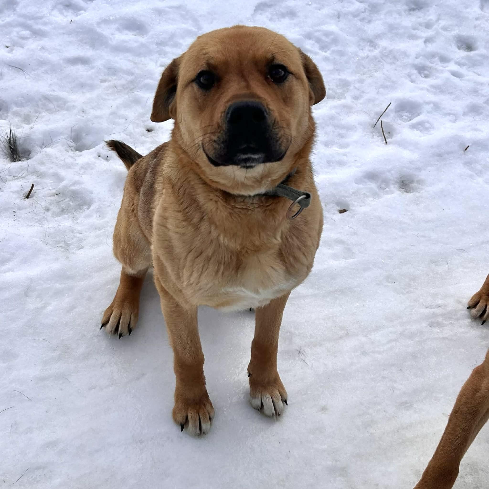 Enlarge Sasha, a ADOPTABLE mixed breed in Edmonton, AB image 2/4