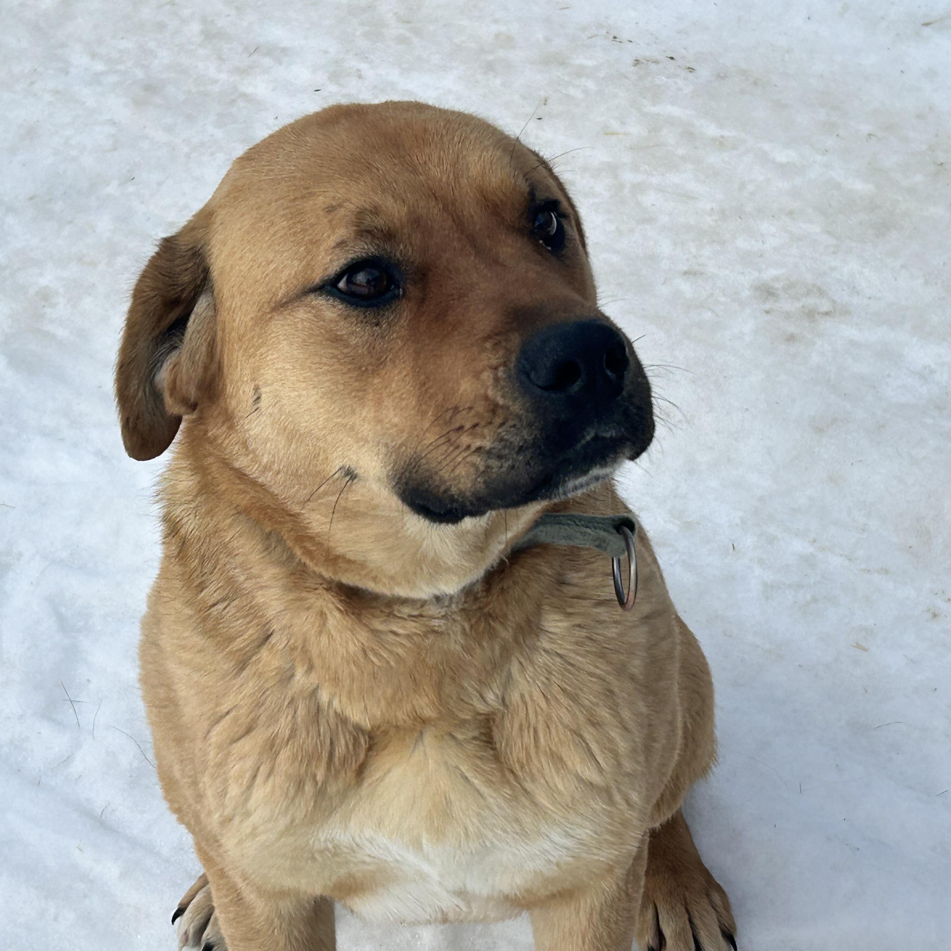 Enlarge Sasha, a ADOPTABLE mixed breed in Edmonton, AB image 3/4