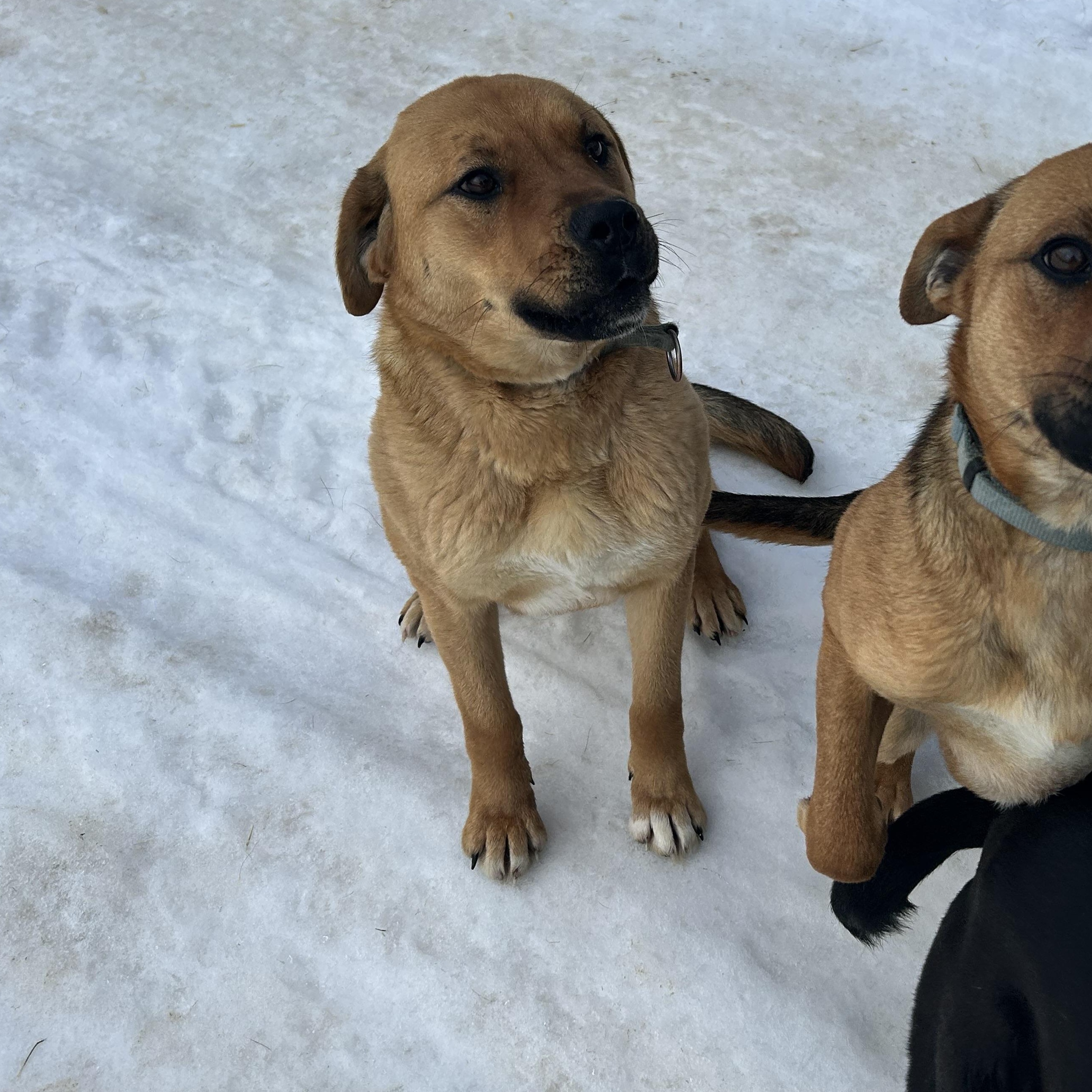 Enlarge Sasha, a ADOPTABLE mixed breed in Edmonton, AB image 4/4