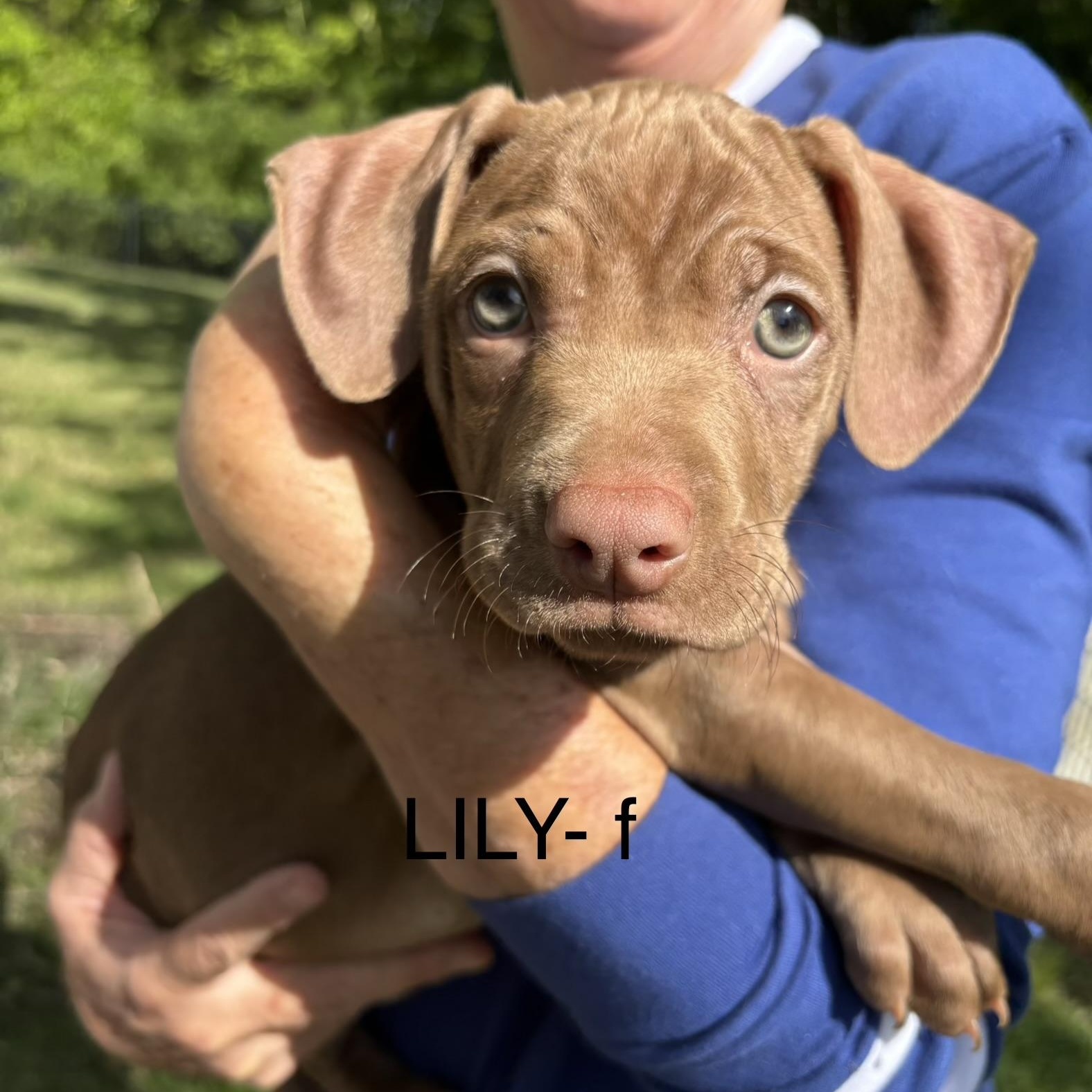 Lily, adopted, Puppy Female Pit Bull Terrier.