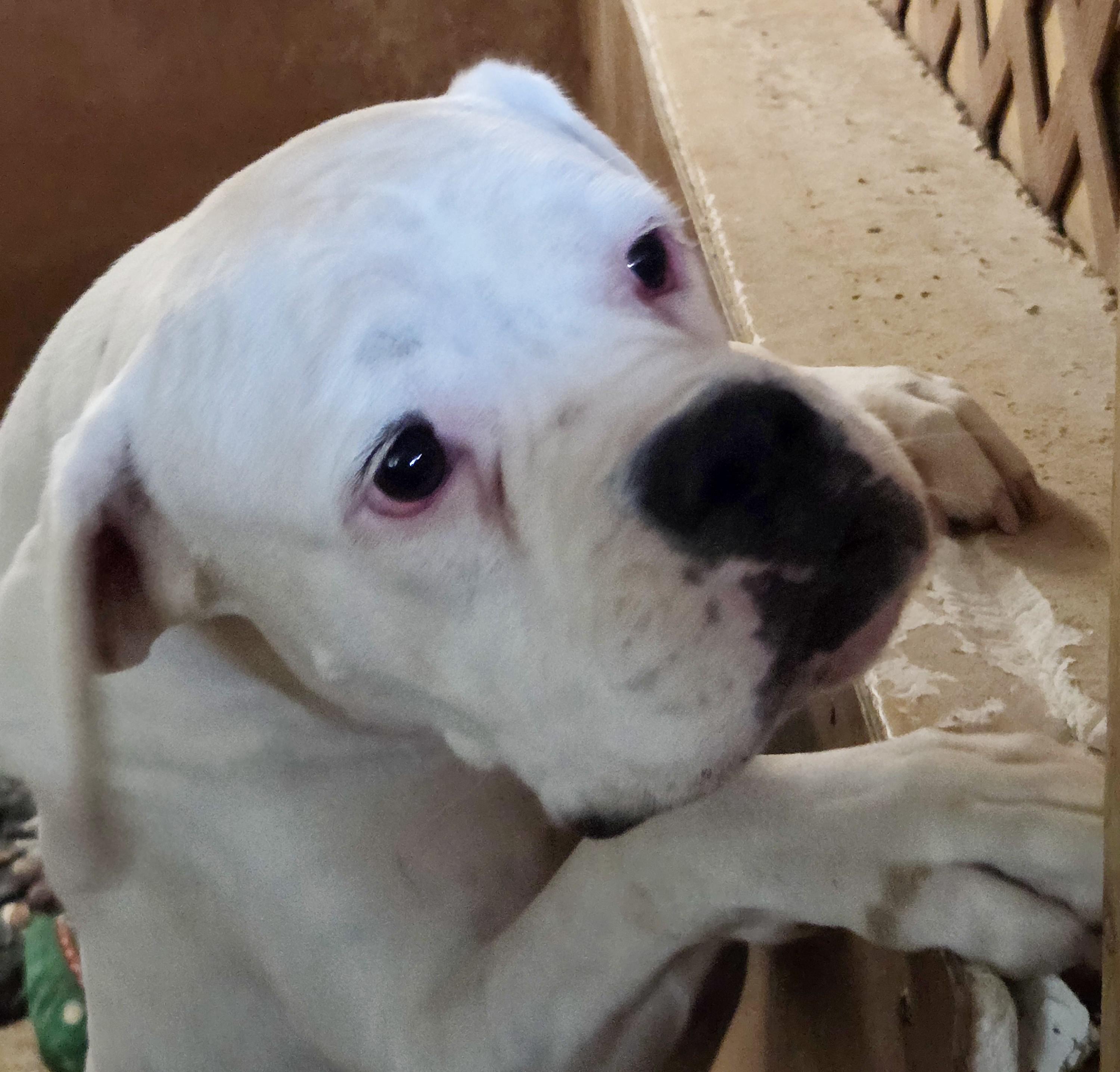 Enlarge WHITEY, a Adoptable Boxer in Tucson, AZ image 1/1